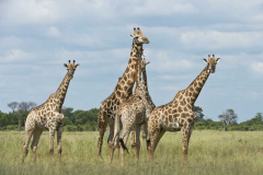 MMyers_Travelwild_Zim_Copyright__32-1