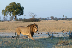 MMyers_Travelwild_Zim_Copyright__68